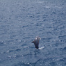 Dolphin jump