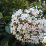花名？