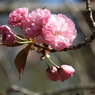 八重桜1