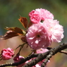 八重桜3