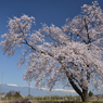 熊井城　天空桜