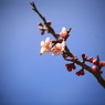 梅の花その弐