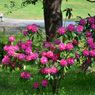 「シャクナゲの花咲く公園」