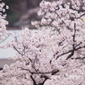 児童公園の桜2019