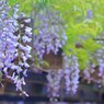 初夏の歓迎