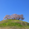 今年の桜は　５