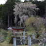 今年の桜は　７