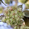 御衣黄桜2