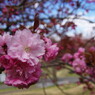 中春　八重桜