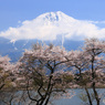 田貫湖の春