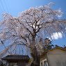 今年の桜は　８