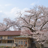 今年の桜は　９