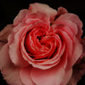 薔薇