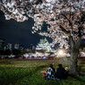 観桜ナイター