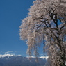 南吉瀬のしだれ桜