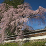 栖林寺の桜