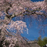 栖林寺の桜