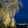 石塚の桜
