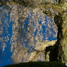 石塚の桜