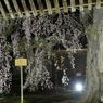 増泉寺の枝垂れ桜
