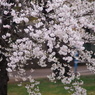 児童公園の桜2019 その2 