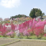 花もも