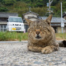 雨が降りそうニャンだよね。匂いでわかるんだよニャ。