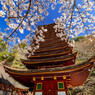 十三重塔と桜