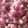 満開 八重桜 夕方公園にて