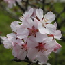 千島桜