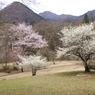 満開の桜