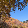 黄葉と青空