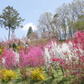 花もも