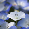 Nemophila #2