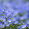 Nemophila #3