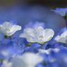 Nemophila #4