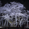 その桜の大きさ