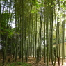 皇居東御苑8