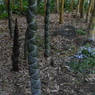 皇居東御苑15