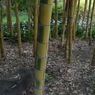皇居東御苑16
