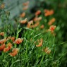 路傍の花