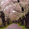 展勝地の桜吹雪