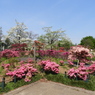 平成つつじ公園3