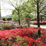 平成つつじ公園6