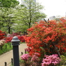平成つつじ公園11
