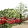 平成つつじ公園12