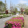 平成つつじ公園16