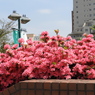 平成つつじ公園19