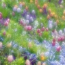 花の庭