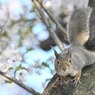 「桜」満開だよ！